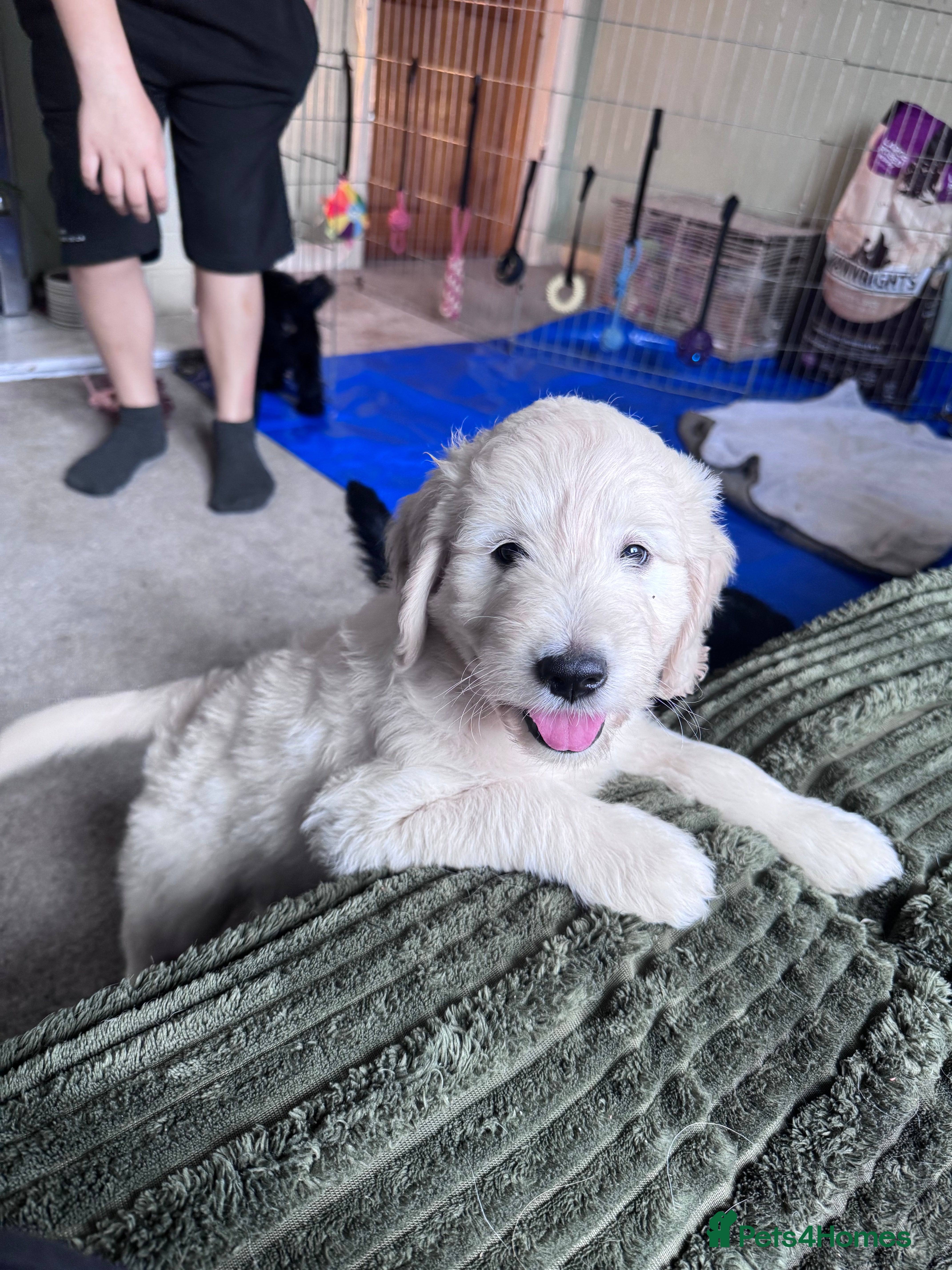 Mini Goldendoodle dogs F1 Miniature Goldendoodles  *READY NOW* - Advert 2