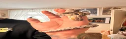Corn Snake reptiles for sale: Female corn snake - Advert 8
