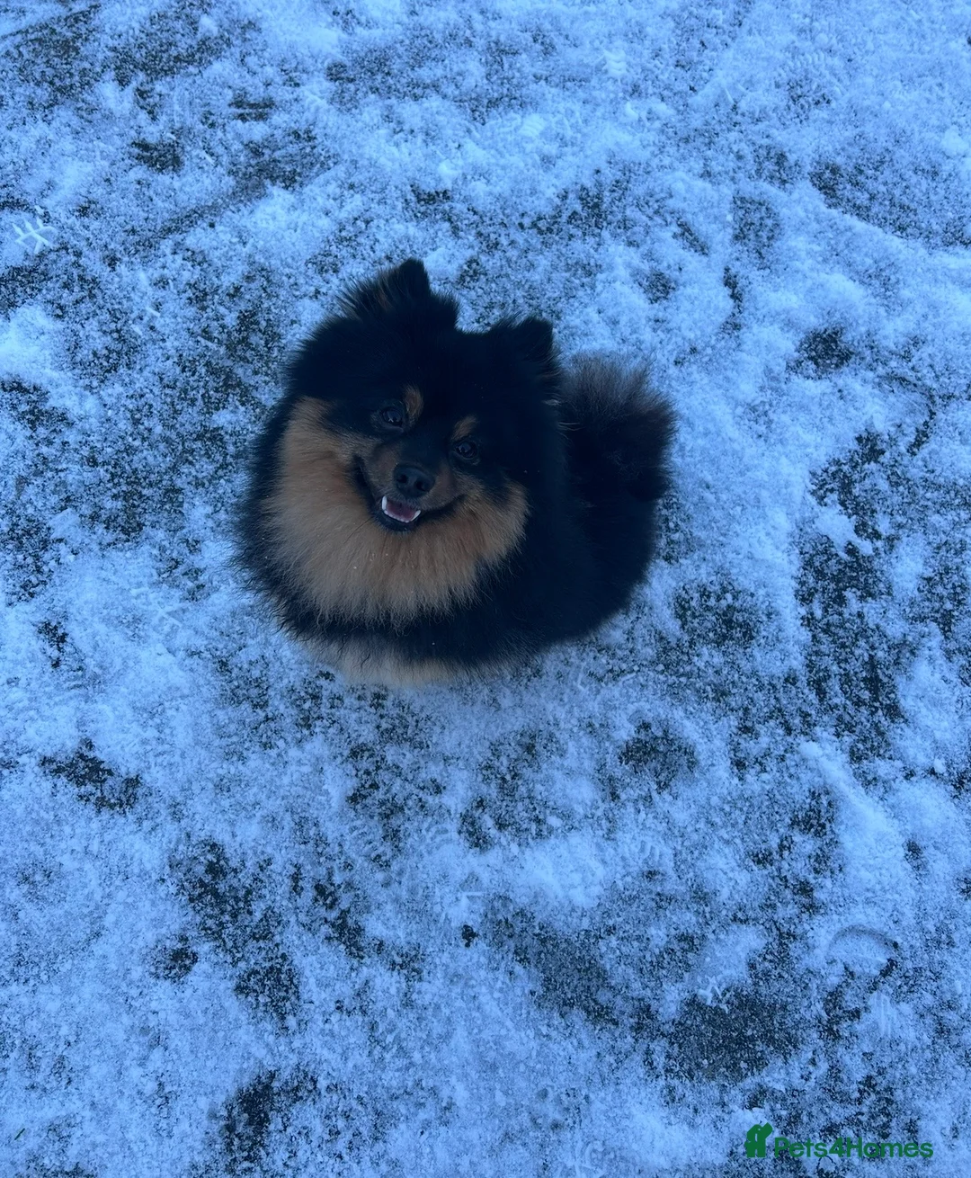 Pomsky dogs for sale: 2 Year old pomsky looking for forever home - Advert 2