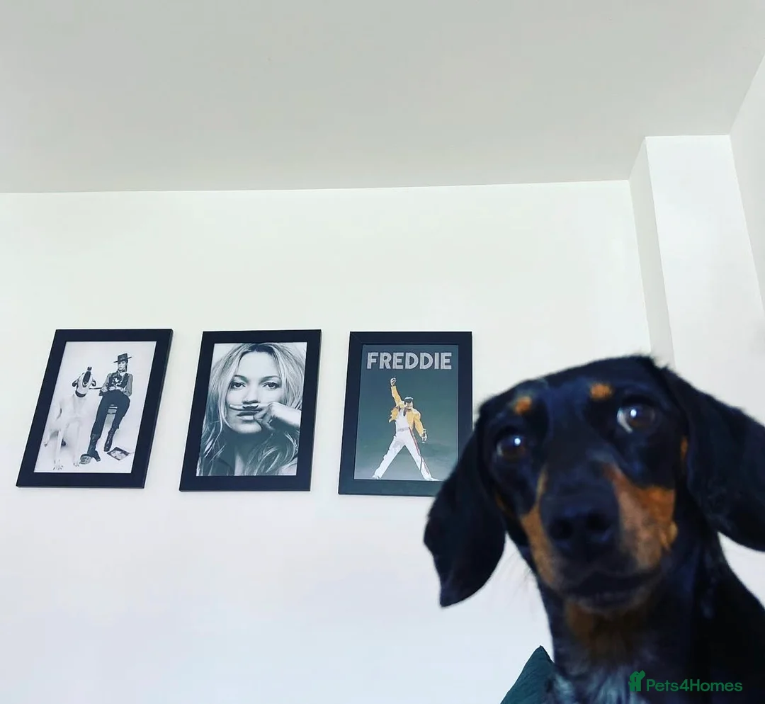 Mixed Breed dogs for sale: Miniature dachshund & French bulldog for rehoming  - Advert 9