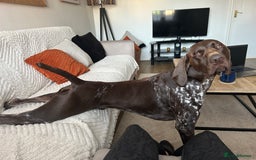 German Shorthaired Pointer dogs for stud: GSP Available for stud - Image 6