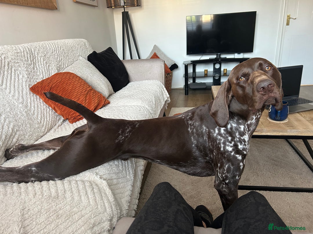 German Shorthaired Pointer dogs for stud: GSP Available for stud - Image 6
