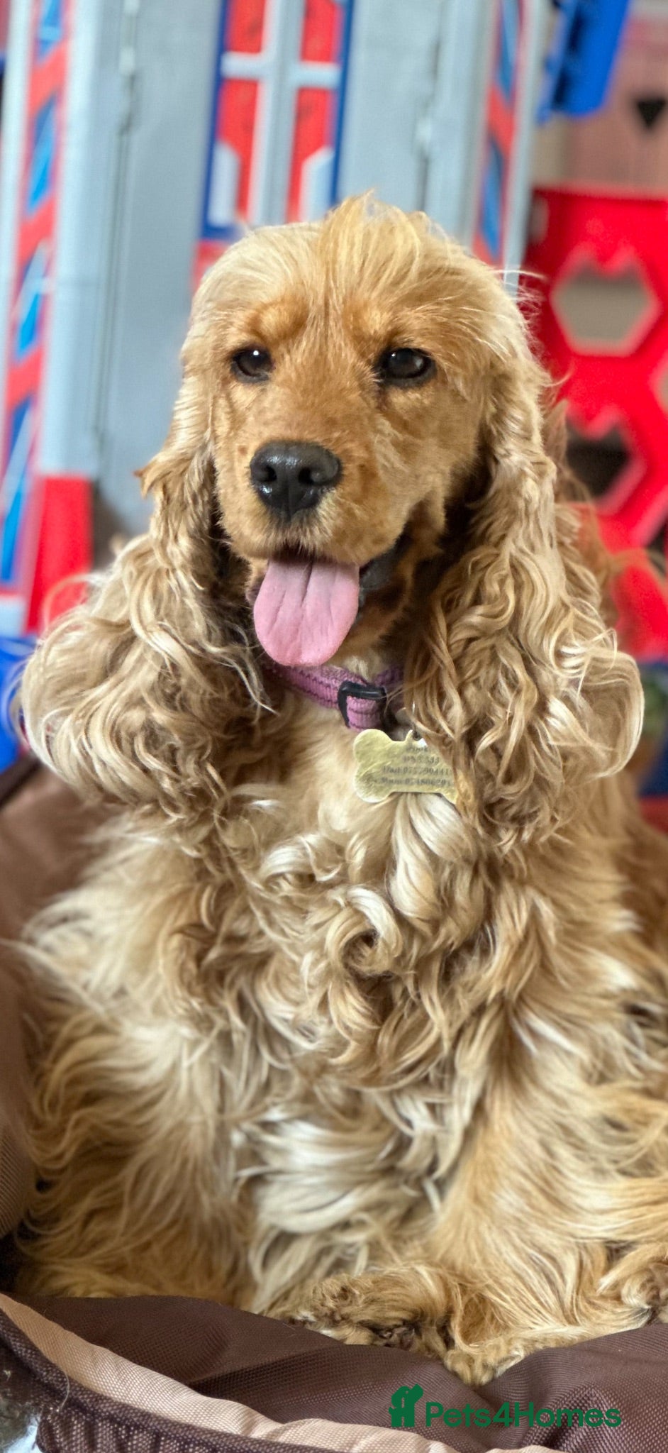 Cocker Spaniel dogs BEST LINES EASTDRAY X SIMBAWOOD STUNNING SHOW PUPS - Advert 2
