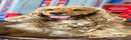 Cocker Spaniel dogs for sale: BEST LINES EASTDRAY X SIMBAWOOD STUNNING SHOW PUPS - Advert 2