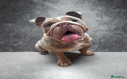 English Bulldog dogs for stud: Up for stud £200  - Advert 8