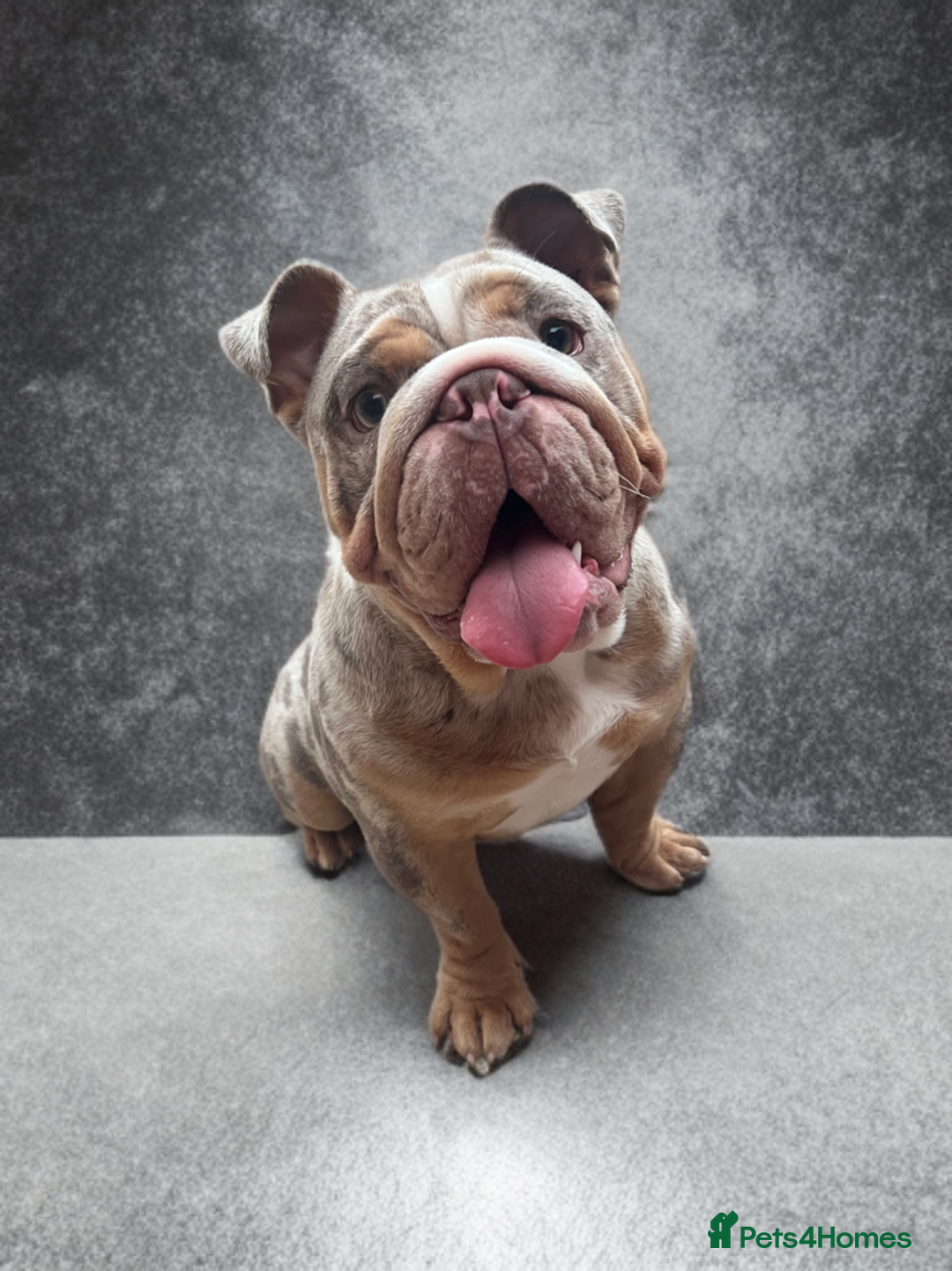 English Bulldog dogs for stud: Up for stud £200  - Advert 8