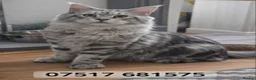 Maine Coon cats for stud: PROVEN MAINECOON STUD 15.3KG  - Advert 10