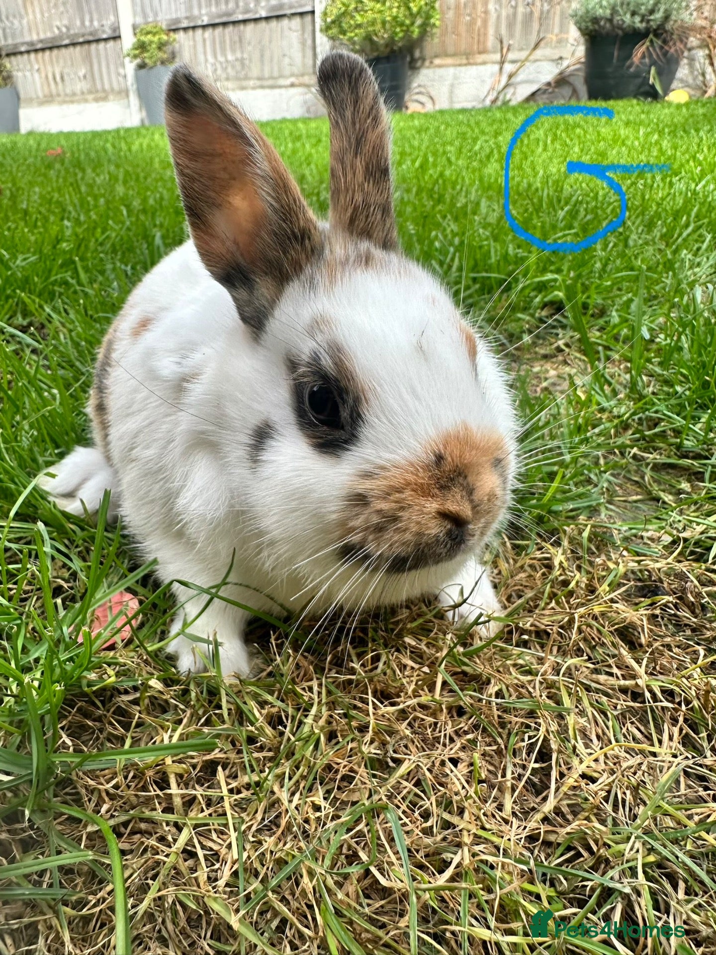 Netherland Dwarf rabbits Netherland Dwarf Rabbits For Sale - Advert 1
