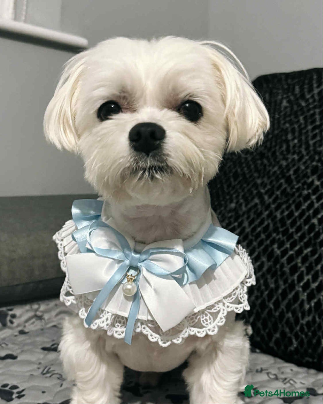 Maltese dogs for sale: Adult pedigree Maltese couple. KC registered. - Advert 4