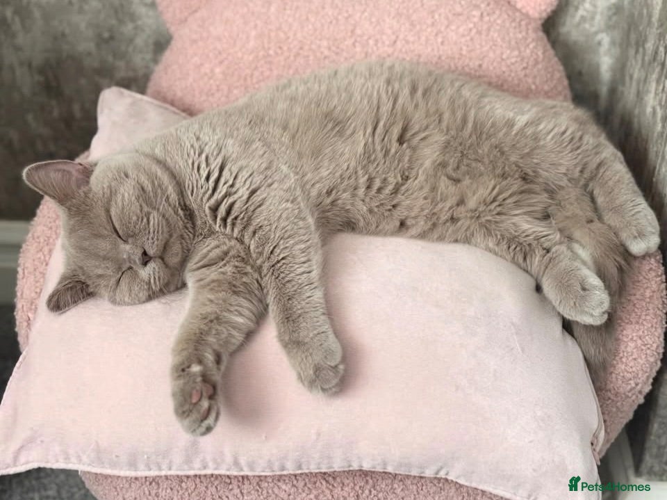 British Shorthair cats Lilac British shorthair female  - Advert 4