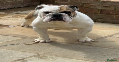 English Bulldog dogs - Advert 2