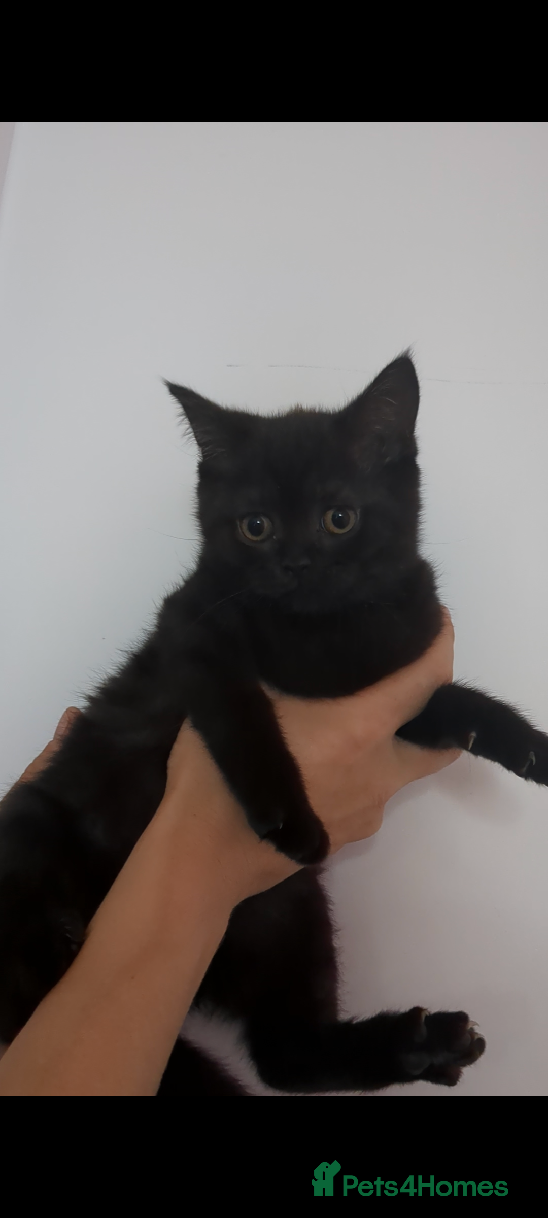 British Shorthair cats for sale: Ready now!! British shorthair kittens  - Image 17