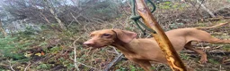 Hungarian Vizsla dogs for sale: KC Reg HV Pups, COI 1.3% ,Hip Scored For Sale in Peterlee - Advert 7