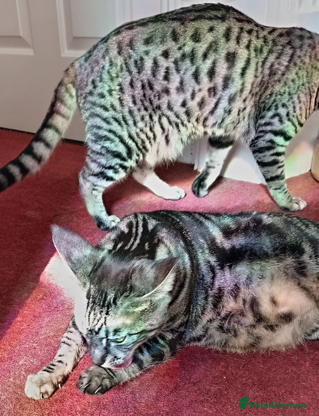Savannah cats for sale: 100% Pedigree F5 TICA Reg Savannah Girl Kitten - Advert 2