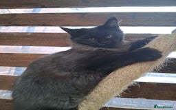 Maine Coon cats for sale: Maine Coon XL - Advert 1