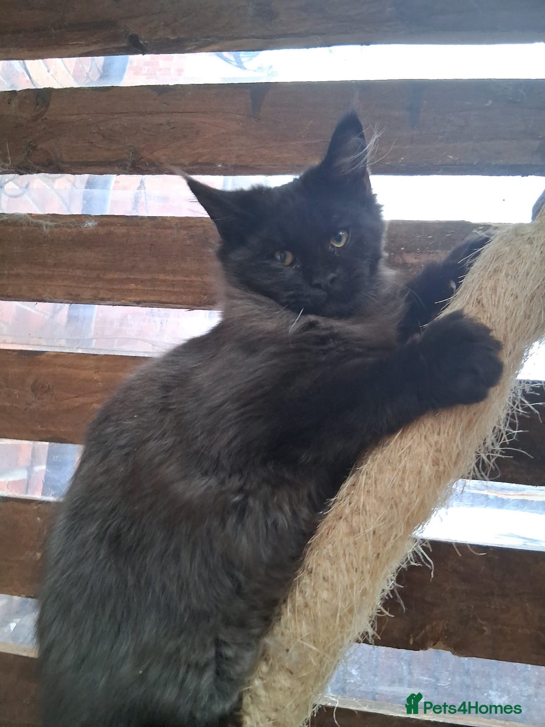 Maine Coon cats for sale: Maine Coon XL - Advert 1