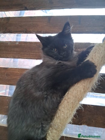 Maine Coon cats Maine Coon XL - Advert 1