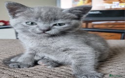 British Shorthair cats for sale: 🐾 Adorable Kittens Looking for Loving Homes 🐾 - Image 5