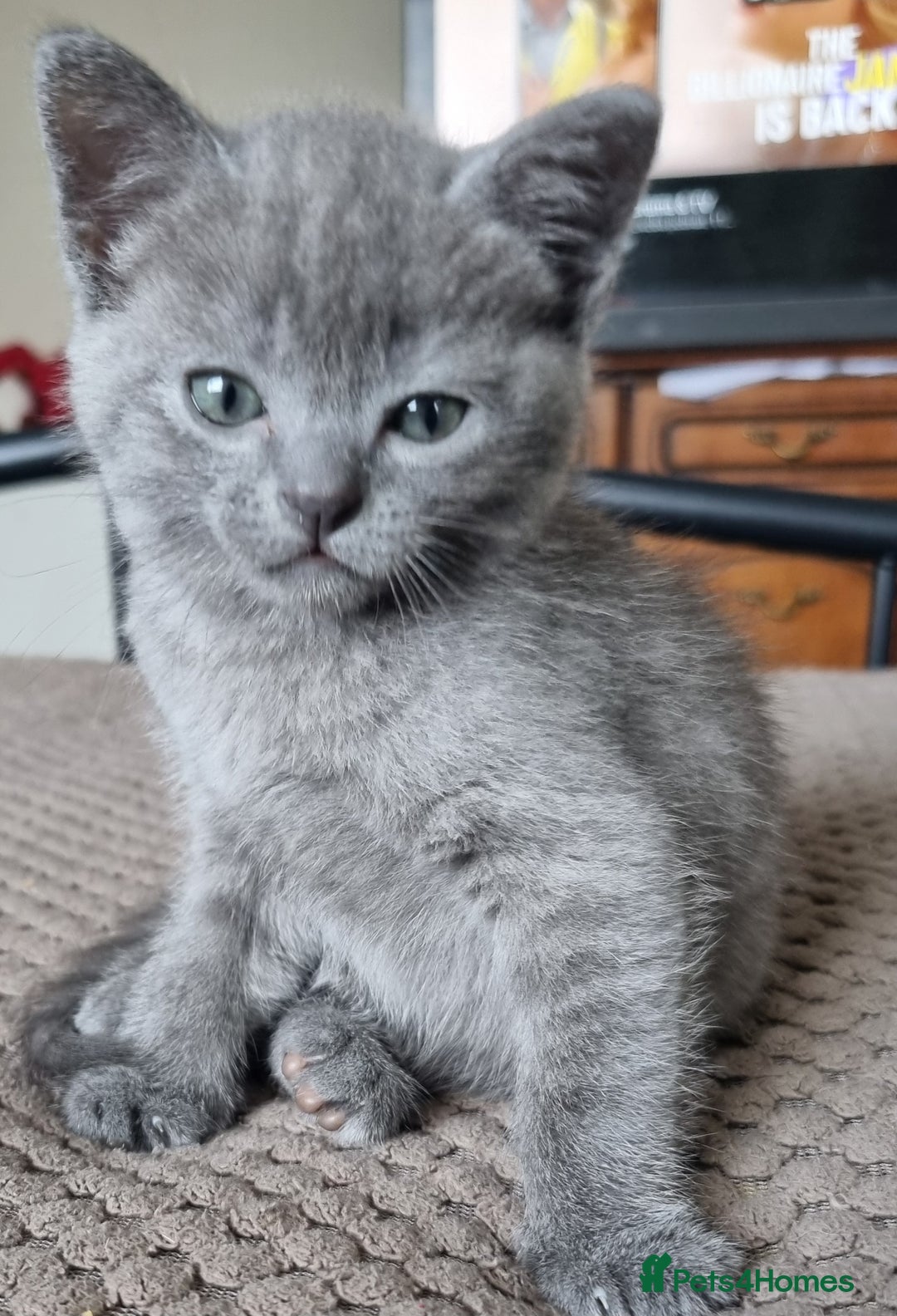British Shorthair cats for sale: 🐾 Adorable Kittens Looking for Loving Homes 🐾 - Image 5