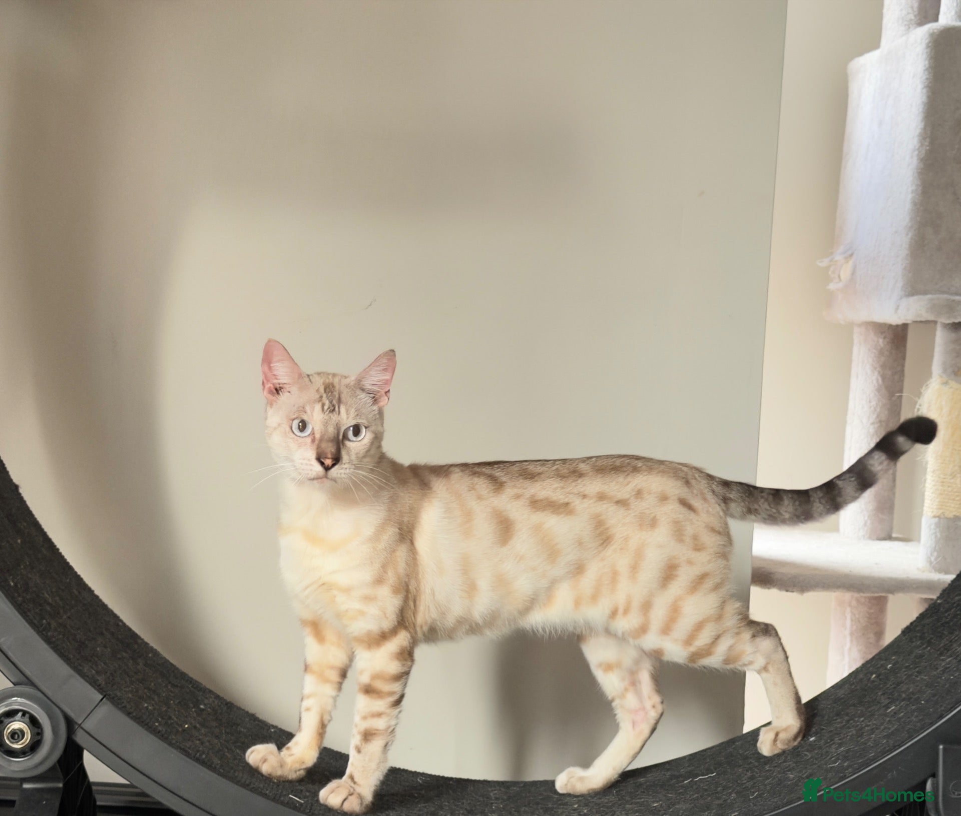 Bengal cats Beautiful Snow Lynx Bengal - Advert 4