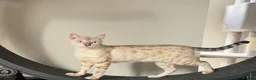 Bengal cats for sale: Beautiful Snow Lynx Bengal in Windsor - Advert 1