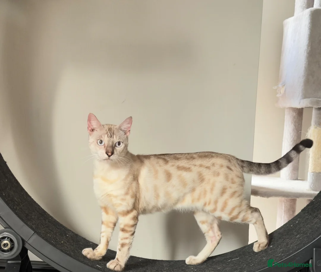 Bengal cats for sale: Beautiful Snow Lynx Bengal in Windsor - Advert 1