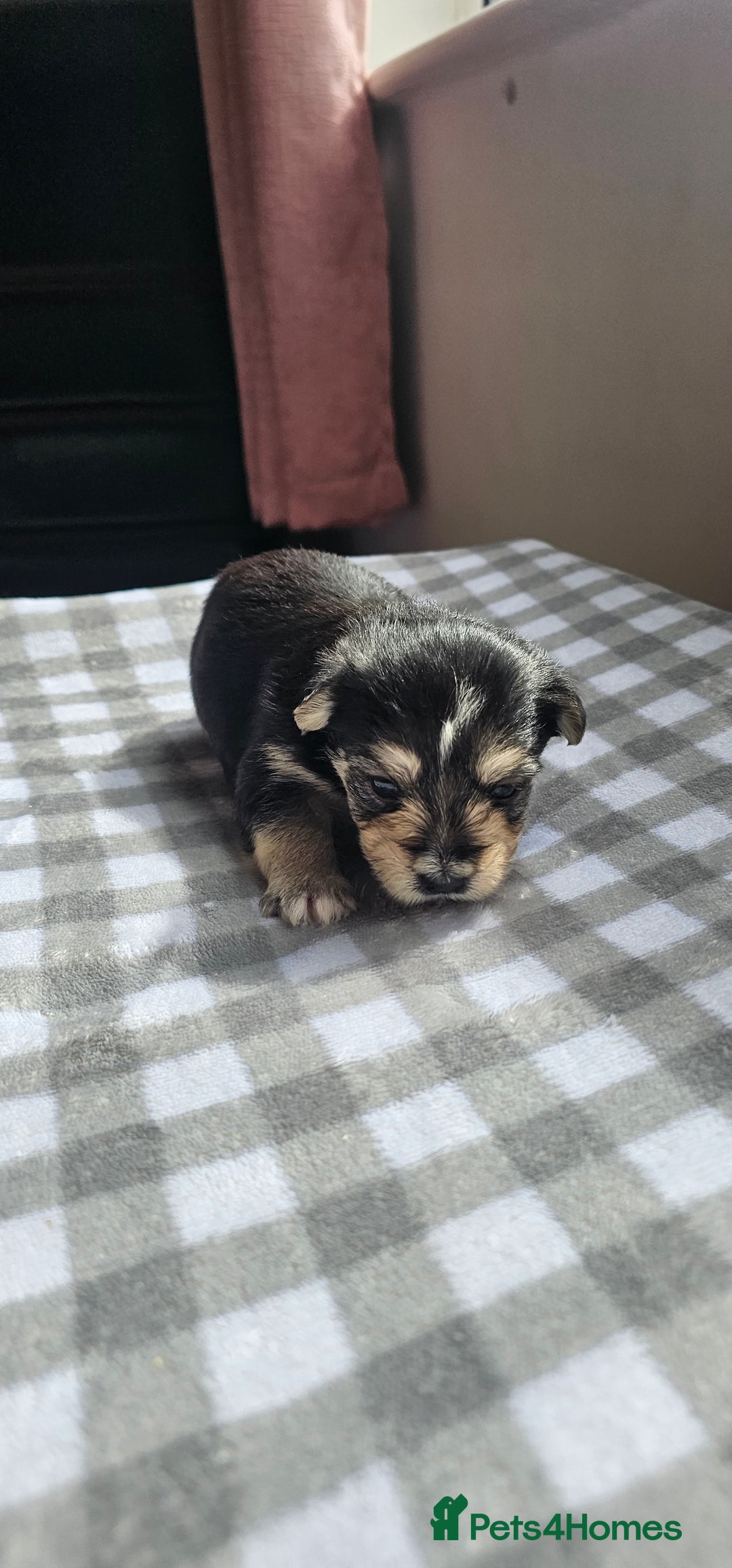 Morkie dogs for sale: 🐶 Adorable Morkie Puppies 🐶 - Image 8