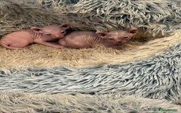 Sphynx cats for sale: Elf SPHYNX  - Image 4