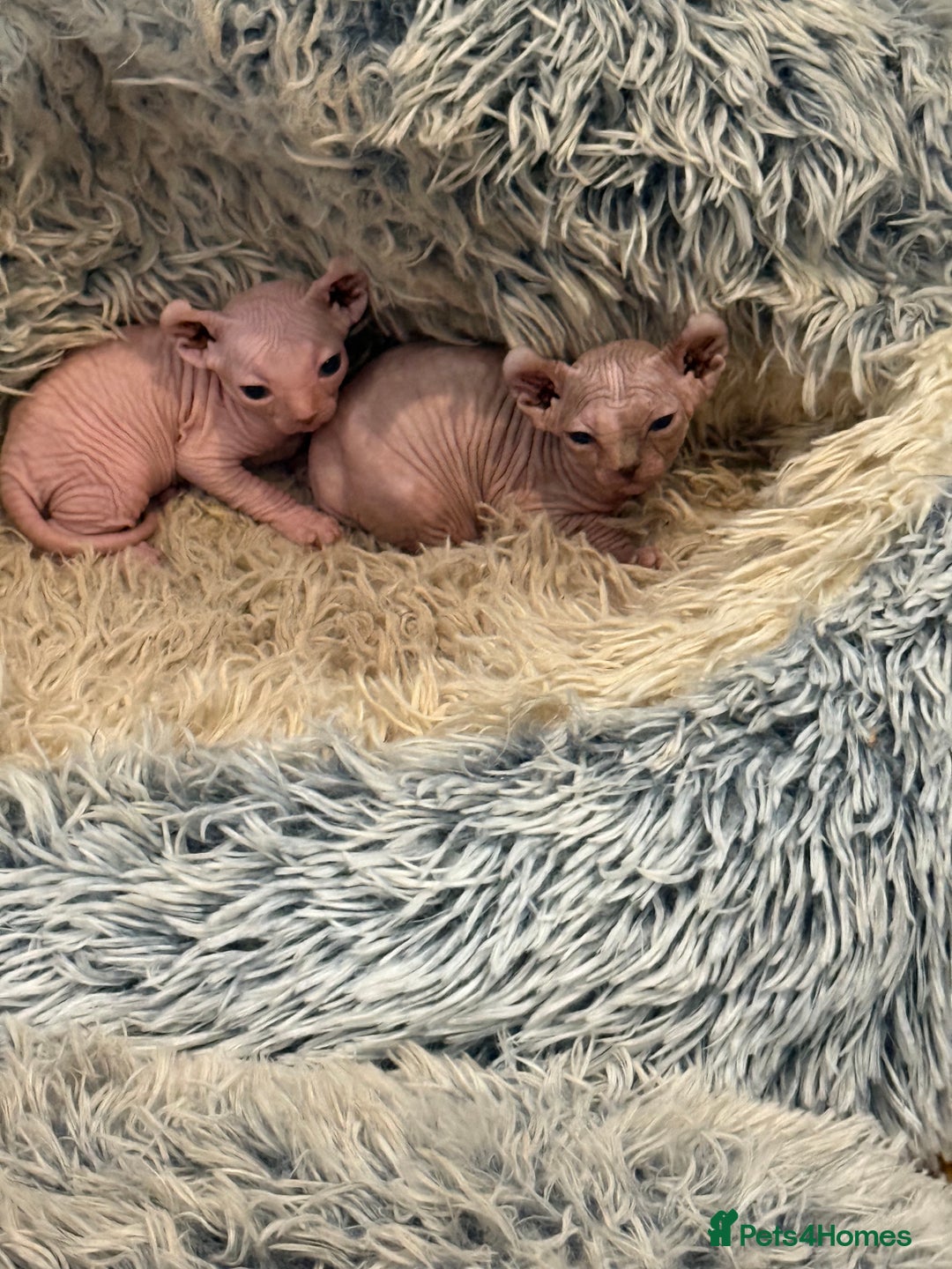 Sphynx cats for sale: Elf SPHYNX  - Image 4