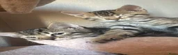 Bengal cats for sale: Bengals  in London - Advert 9