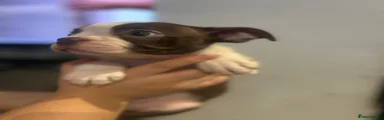 Boston Terrier Puppy 2