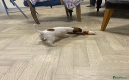 Jack Russell dogs for sale: Two girl puppies available  - Image 3