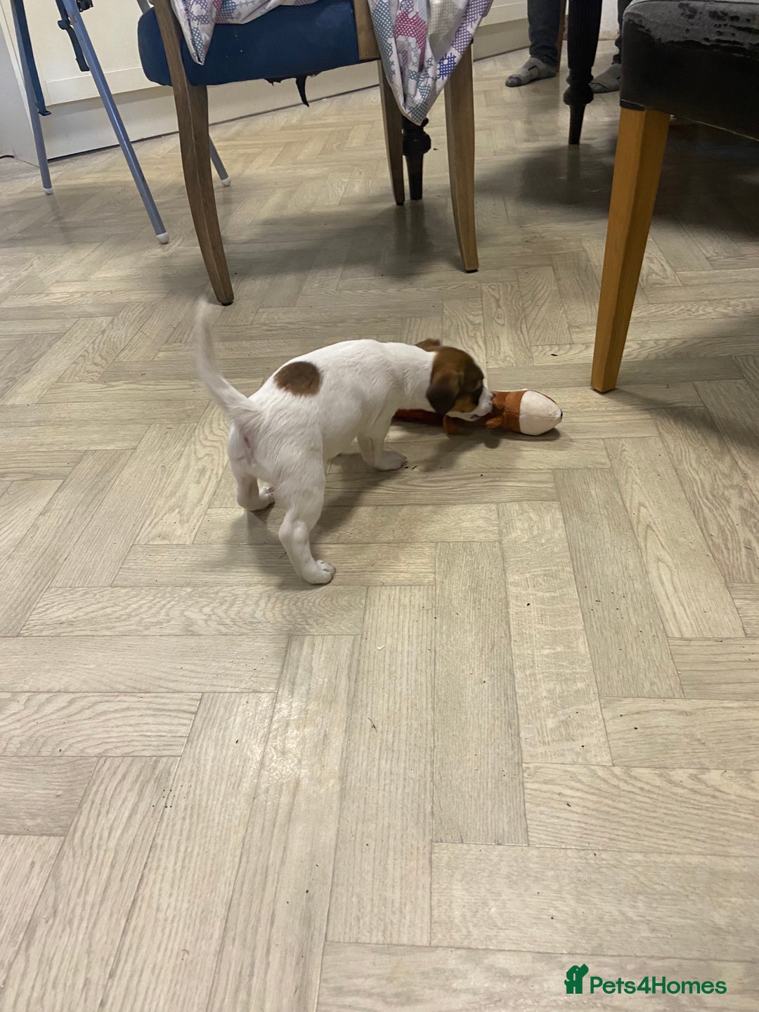 Jack Russell dogs for sale: Two girl puppies available  - Image 3