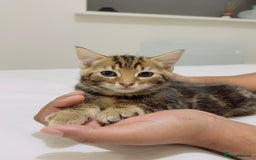 Mixed Breed cats for sale: Kittens ready to go - Image 18