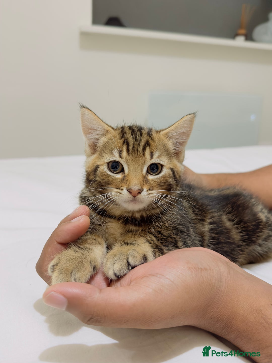 Mixed Breed cats for sale: Kittens ready to go - Image 18