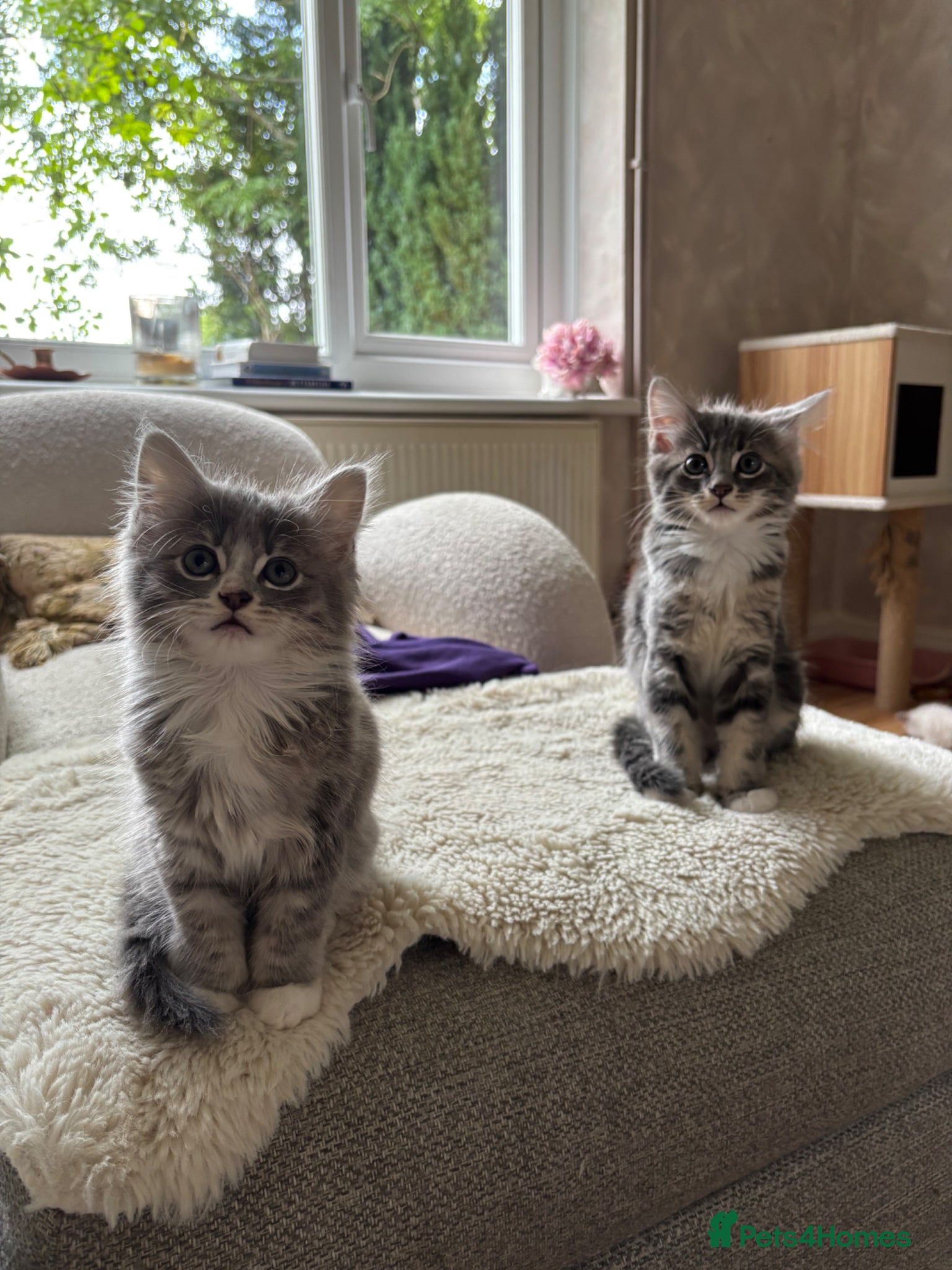 Mixed Breed cats 3 Gorgeous Kittens left 🤍 - Advert 7