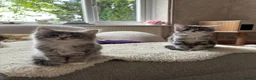 Mixed Breed cats for sale: 3 Gorgeous Kittens left 🤍 - Advert 2