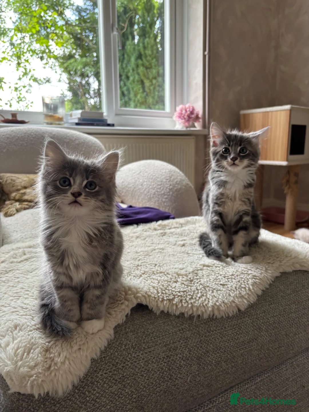 Mixed Breed cats for sale: 3 Gorgeous Kittens left 🤍 - Advert 2