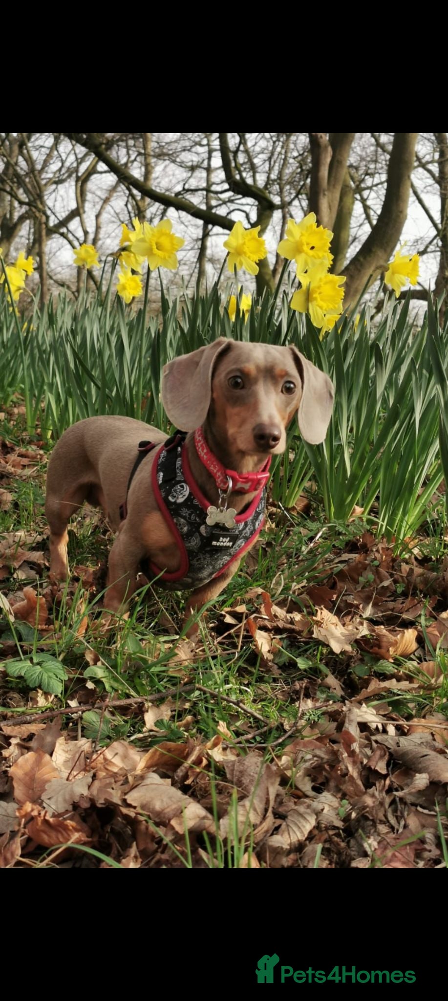 Miniature Dachshund dogs Tiny Isabella Tan KC Stud - Advert 3