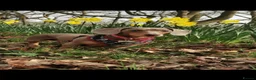 Miniature Dachshund dogs for stud: Tiny Isabella Tan KC Stud - Advert 1