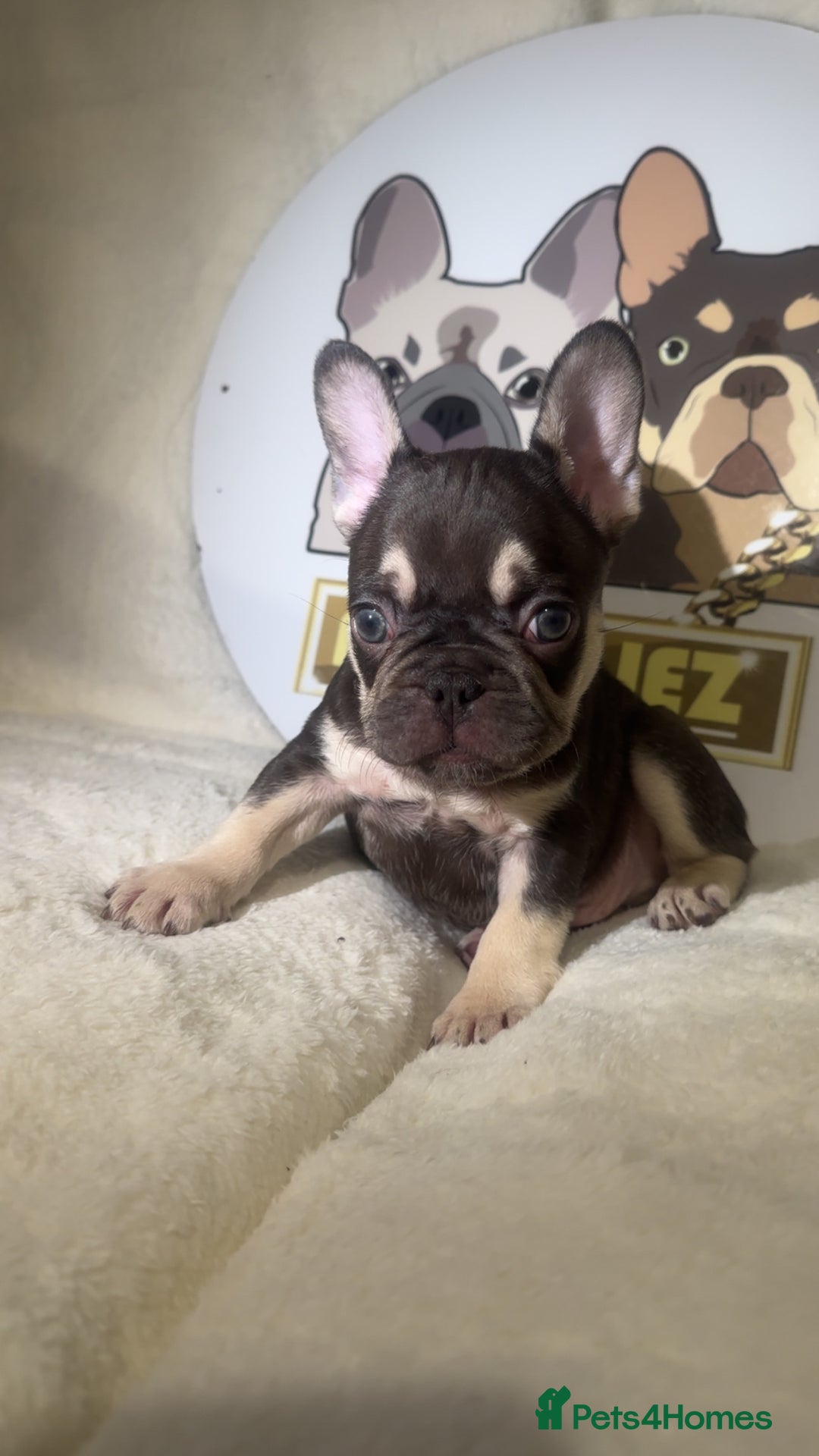 French Bulldog dogs for sale: French Bulldog puppies for sale - Image 20