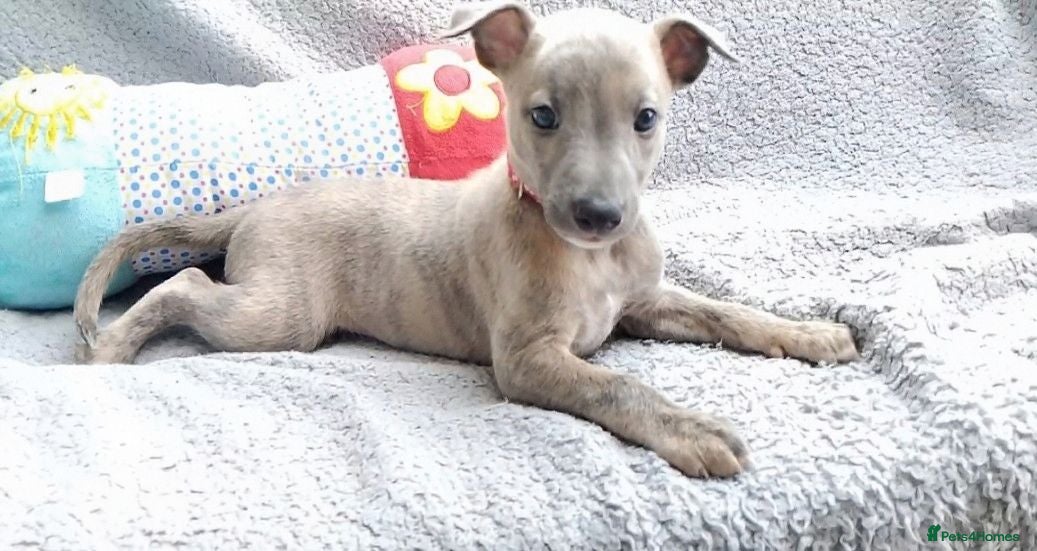 Whippet dogs KC Reg - Blue Brindle whippets - Advert 5