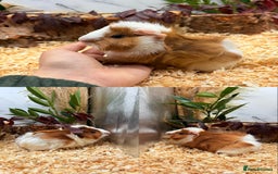 Guinea Pig rodents for sale: ✨Lots of Baby boy Guinea Pigs ✨🐹🩵 - Image 19