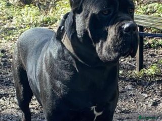 Cane Corso dogs Stunning litter of 9 - Advert 1