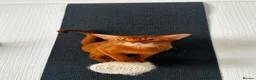 Abyssinian cats for sale: TICA Abyssinian kittens  - Advert 13