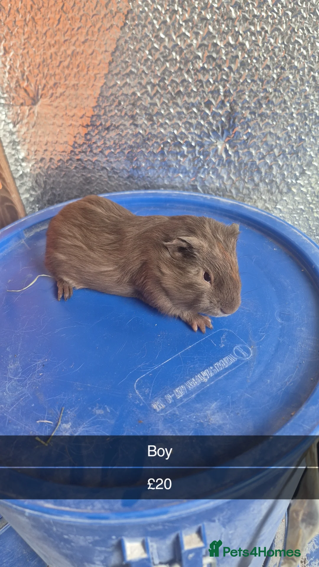 Guinea Pig rodents for sale: Baby Guniea Pigs  - Advert 2