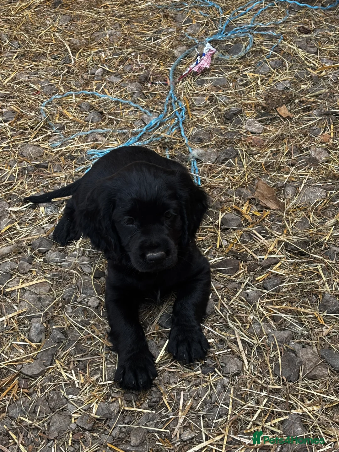 Cockalier dogs for sale: Cockalier puppy  - Advert 2