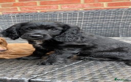 Cocker Spaniel dogs for sale: Cocker Spaniel Pups - Image 6
