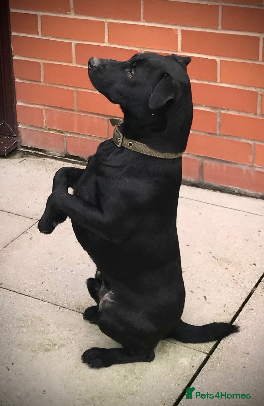 Patterdale Terrier dogs for stud: Powell x Wheeler  - Image 2