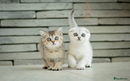 Scottish Fold cats for sale: Need home ASAP Full pedigreeTICA reg Scottish Fold in Barnet - Image 2